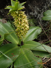 Eucomis autumnalis