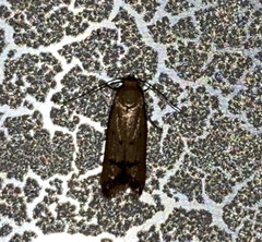 Tachystola hemisema