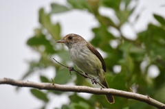 Euscarthmus meloryphus