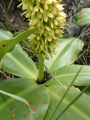 Eucomis autumnalis