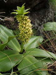 Eucomis autumnalis