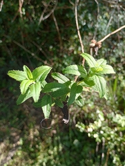 Baccharis racemosa