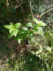 Baccharis racemosa