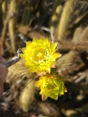Bergerocactus emoryi