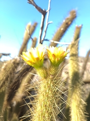 Bergerocactus emoryi