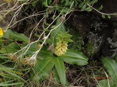 Eucomis autumnalis