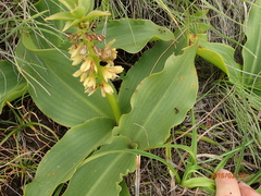 Eucomis autumnalis