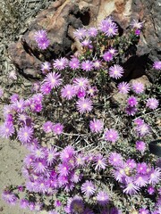 Lampranthus emarginatus