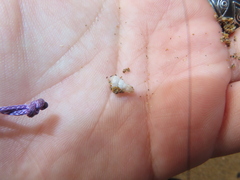 Cochlicella