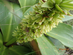 Eucomis autumnalis