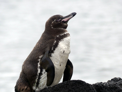 Spheniscus mendiculus