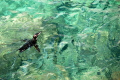 Spheniscus mendiculus