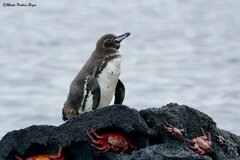 Spheniscus mendiculus