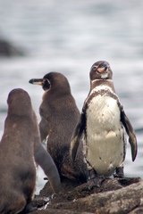 Spheniscus mendiculus