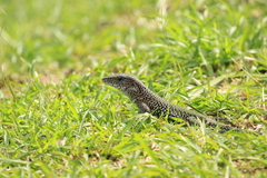 Ameiva ameiva