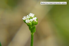 Valerianella radiata