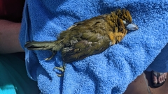 Semnornis frantzii