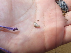 Cochlicella