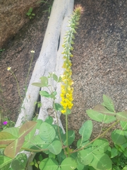 Crotalaria