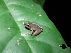 Pristimantis reichlei