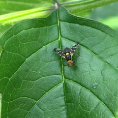 Rhagoletis cerasi