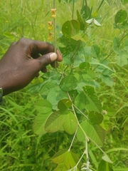 Crotalaria