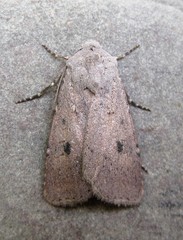 Agrotis vetusta