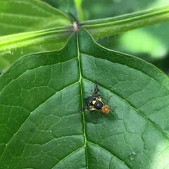 Rhagoletis cerasi