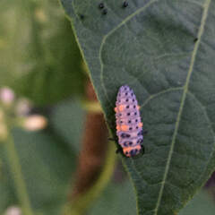 Coccinella
