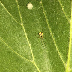 Neottiura bimaculata