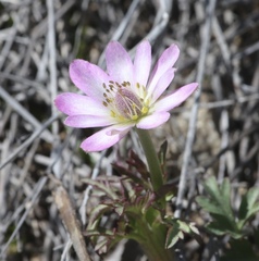 Anemone tuberosa