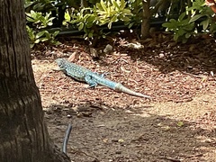 Cnemidophorus arubensis