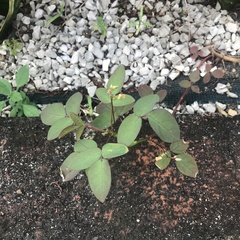 Desmodium tortuosum