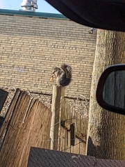 Sciurus carolinensis