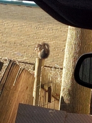 Sciurus carolinensis