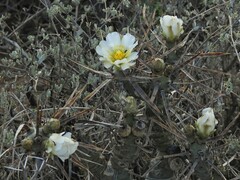 Tephrocactus articulatus