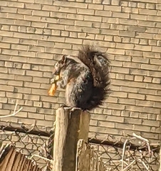 Sciurus carolinensis