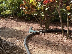 Cnemidophorus arubensis