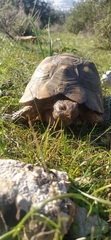 Testudo marginata