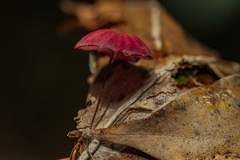 Marasmius haematocephalus