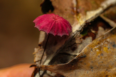 Marasmius haematocephalus