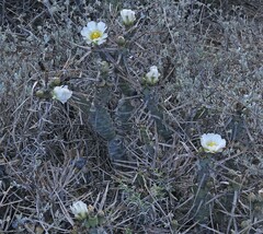 Tephrocactus articulatus
