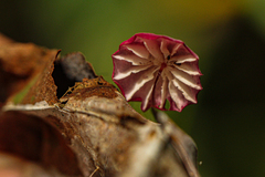 Marasmius haematocephalus