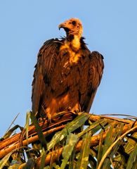 Necrosyrtes monachus