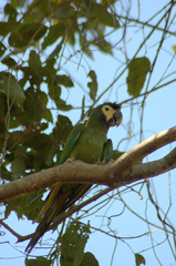 Primolius auricollis