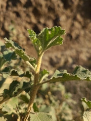 Malacothamnus foliosus