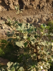 Malacothamnus foliosus