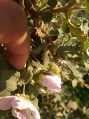 Malacothamnus foliosus