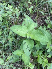 Conoclinium coelestinum