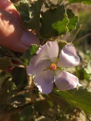 Malacothamnus foliosus